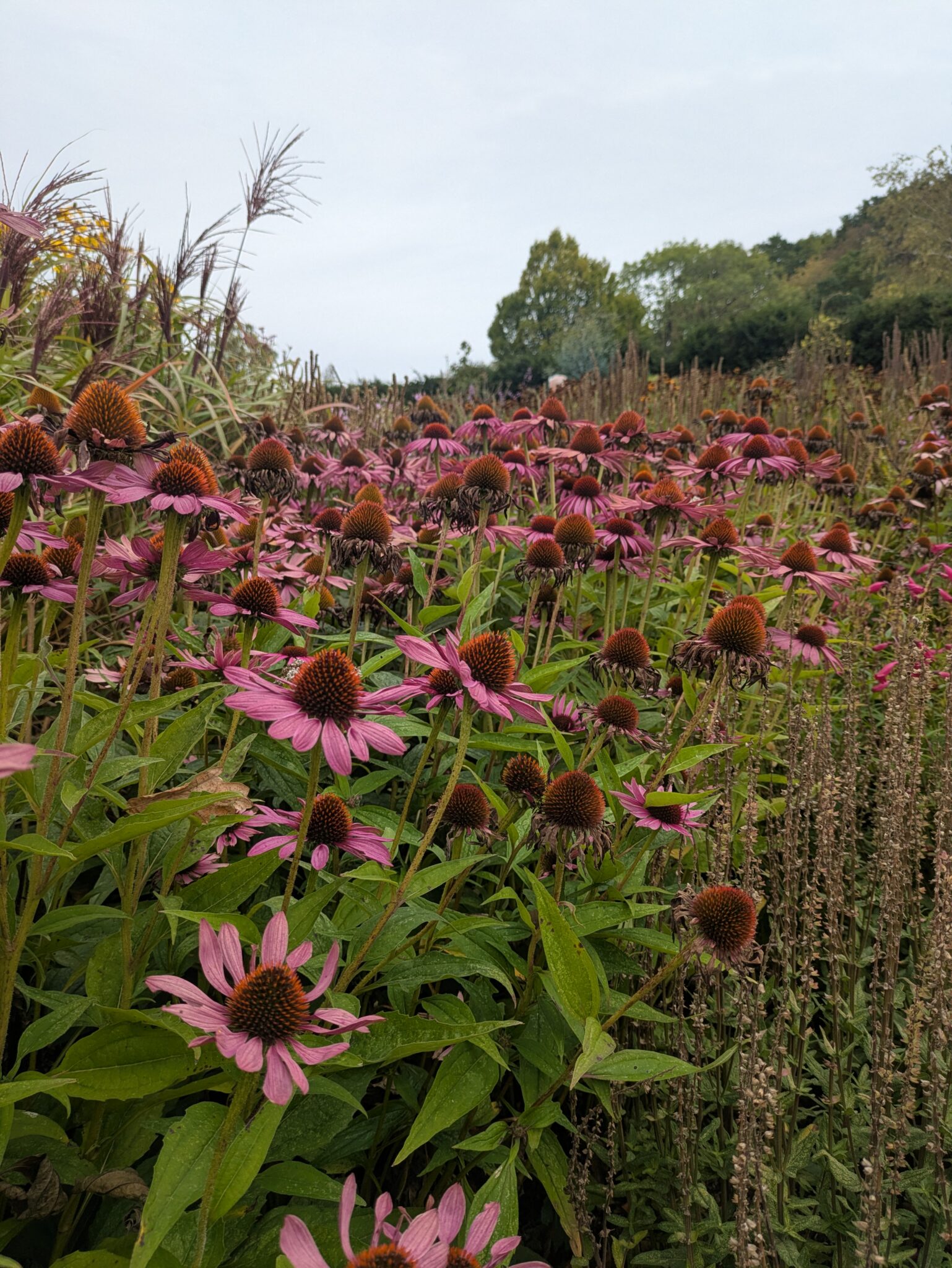 PXL_20250906_093817244.MP