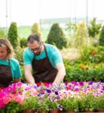 two-serious-professional-gardeners-caring-petunia-flowers-standing-outdoors_74855-16478