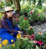 worker-sets-pots-asters-into-wicker-basket-garden-shop_357949-2821